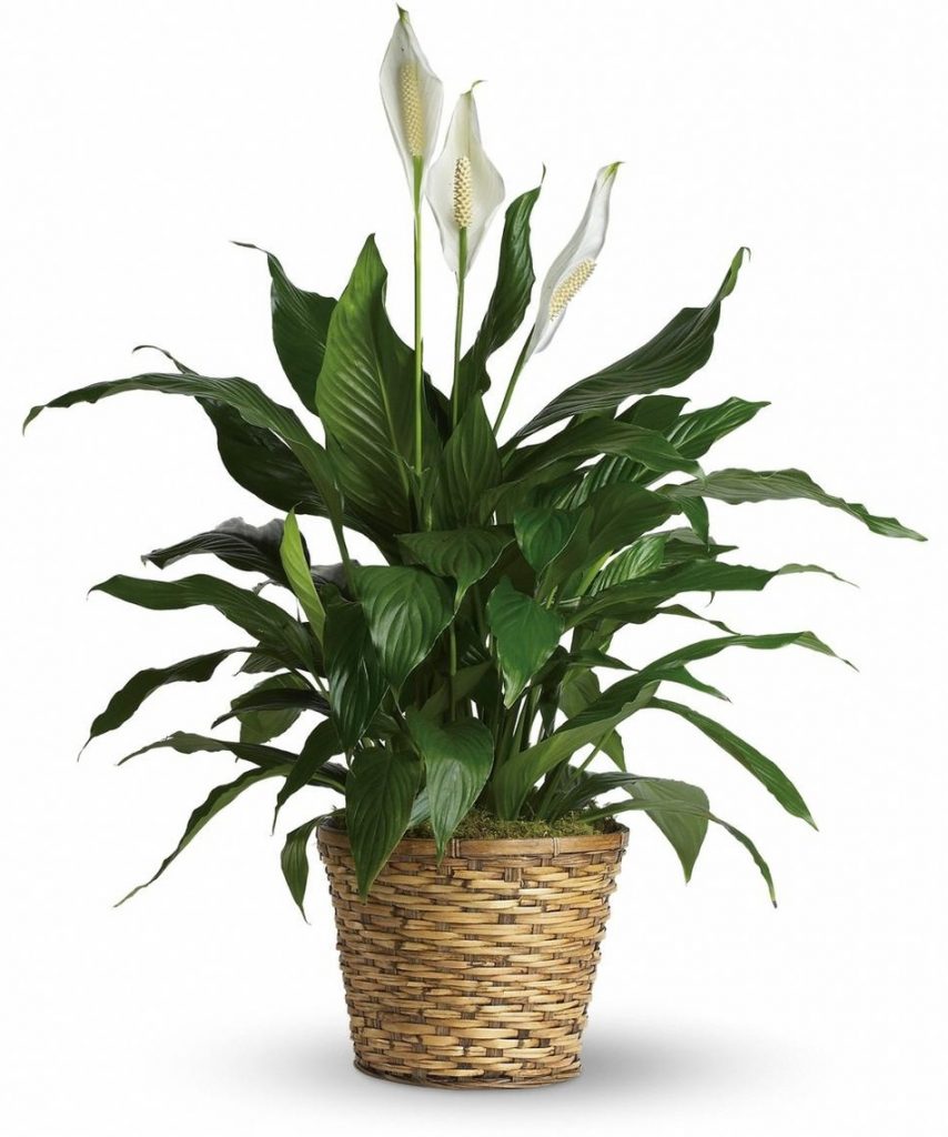 peace_lily